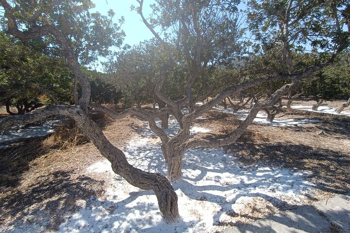 Chios Private Full Day Sightseeing Tour