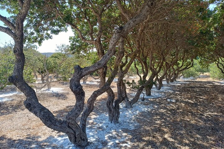 Chios Private Full Day Sightseeing Tour