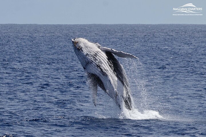 Augusta Whale Watching Tour