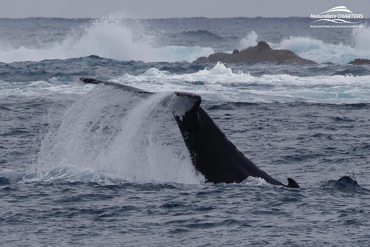 Augusta Whale Watching Tour