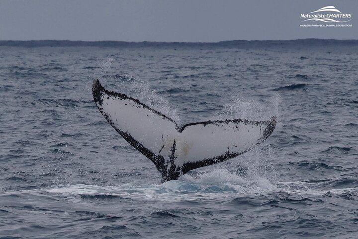 Augusta Whale Watching Tour