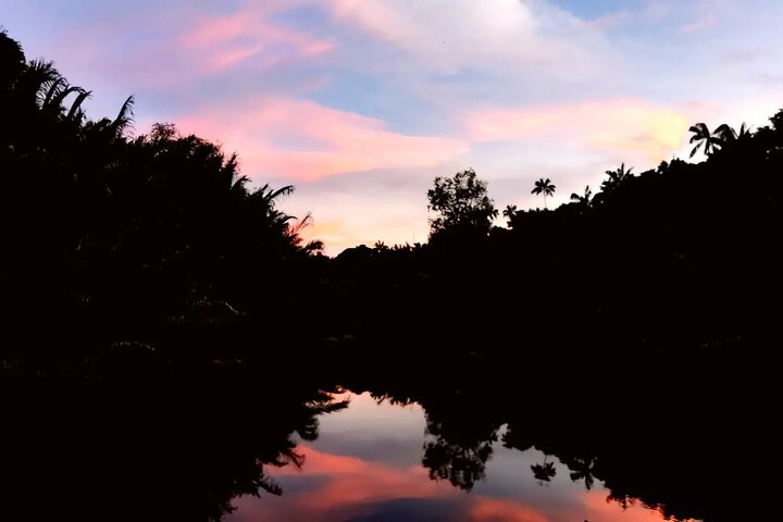 JungleWalla Desaru Mangrove Afterdark | Firefly Cruise Tour
