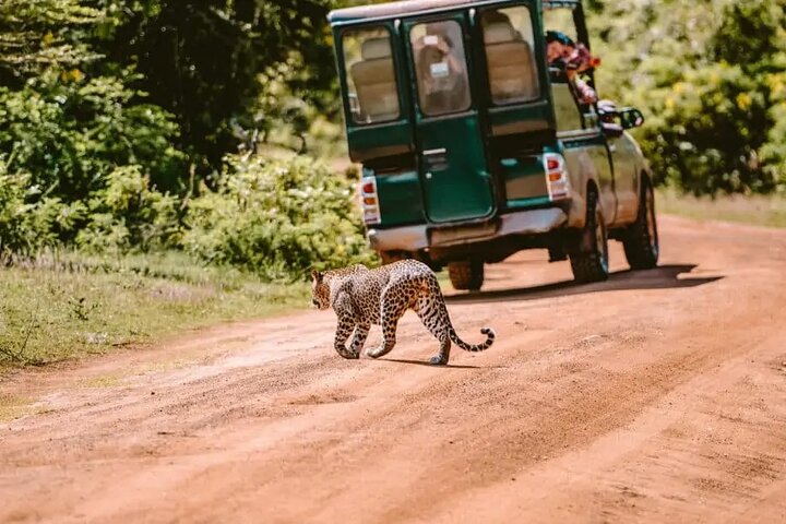 Yala Safari Tour from Hambantota Port by Ajith Safaris