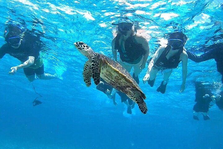 Okinawa Iriomote Snorkeling Tour at Coral Island