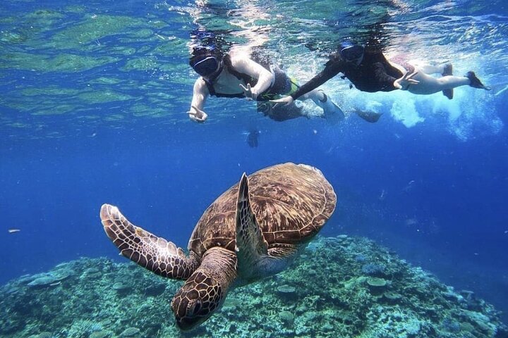 Okinawa Iriomote Snorkeling Tour at Coral Island