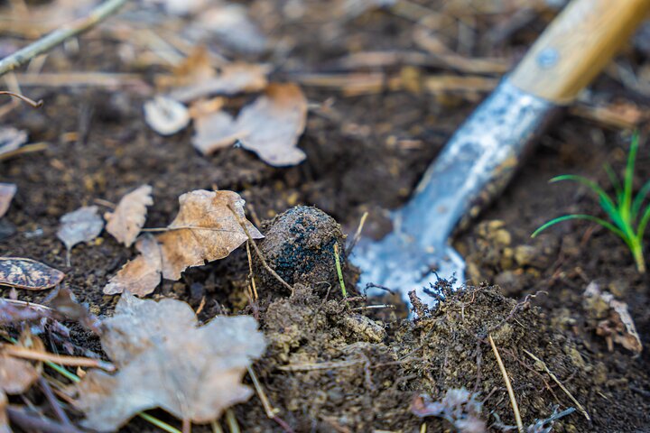 Truffle Hunting and 3-course Truffle Brunch in Motovun