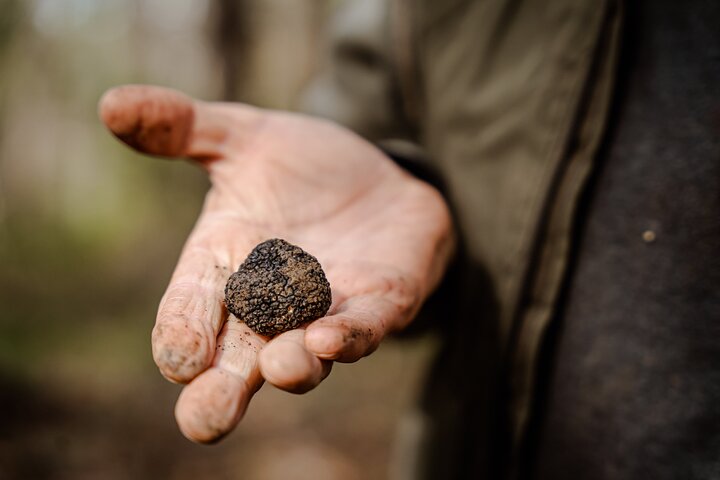 Truffle Hunting and 3-course Truffle Brunch in Motovun