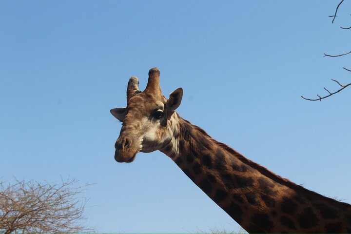 Sensafari Yo private driver tour guide in Senegal- Bandia reserve