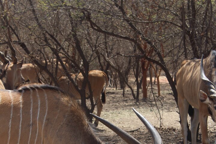 Sensafari Yo private driver tour guide in Senegal- Bandia reserve