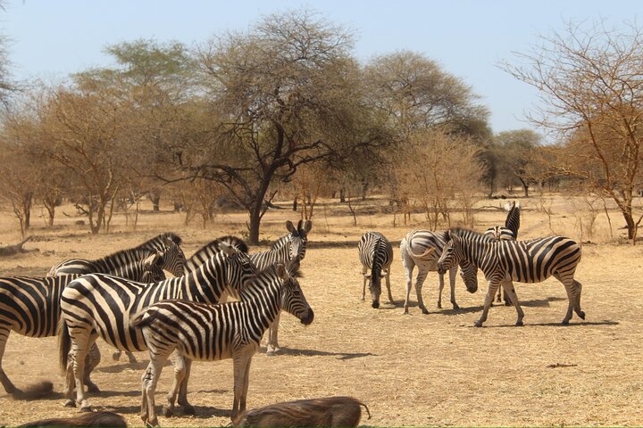 Sensafari Yo private driver tour guide in Senegal- Bandia reserve