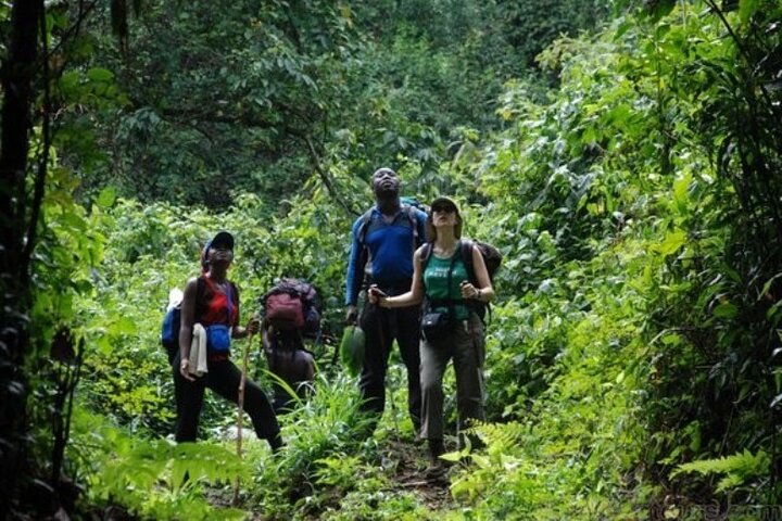 Mount Cameroon Trekking Adventure 10Days/9Nights