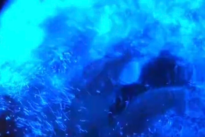 Clear Kayak Bioluminescence Tour - Cocoa Beach