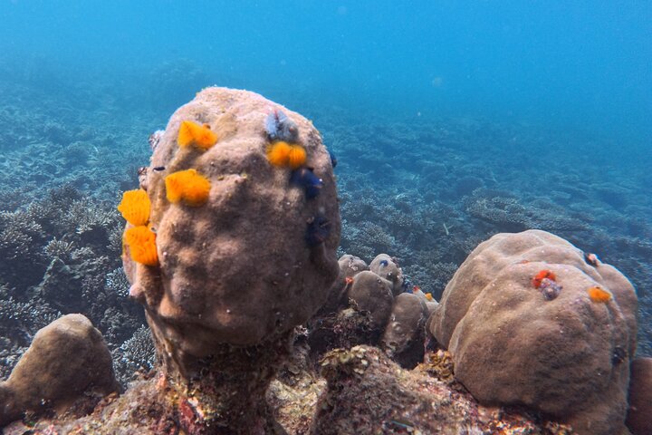 Koh Tao's First Light Snorkel Adventure with Oxygen Tours