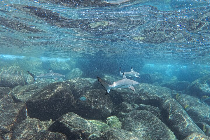 Koh Tao's First Light Snorkel Adventure with Oxygen Tours