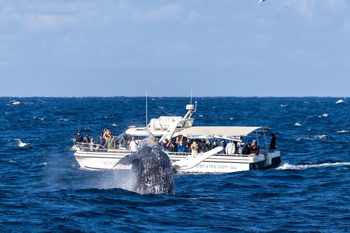 Whale Watching Boat Trip in Sydney