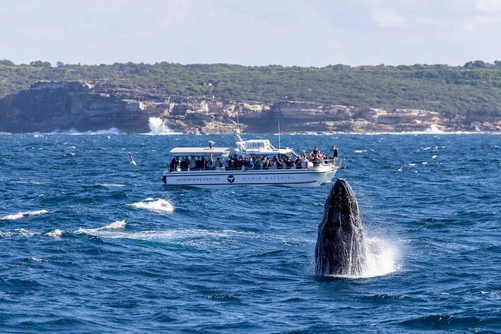 Whale Watching Boat Trip in Sydney