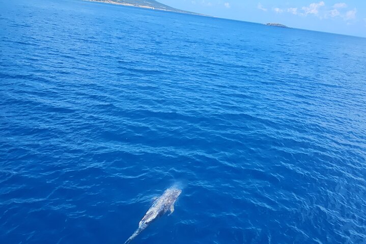Demetris Chara Boat/Blue Lagoon boat trips with BBQ and SLIDE