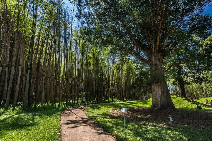 Dendrological Park Music Park and Batumi Botanical Garden Tour