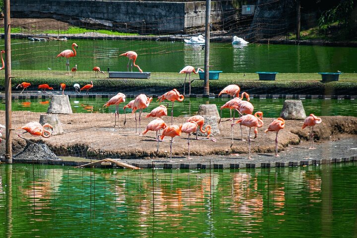 Dendrological Park Music Park and Batumi Botanical Garden Tour