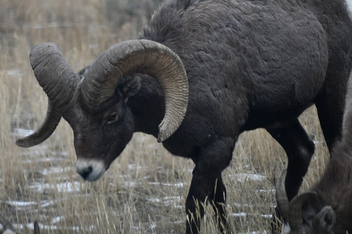 Yellowstone Park Private Day Trip from Big Sky