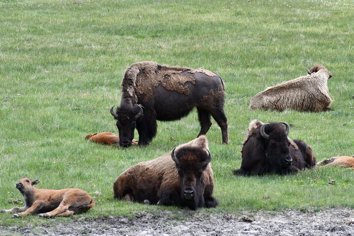 Yellowstone Park Private Day Trip from Big Sky