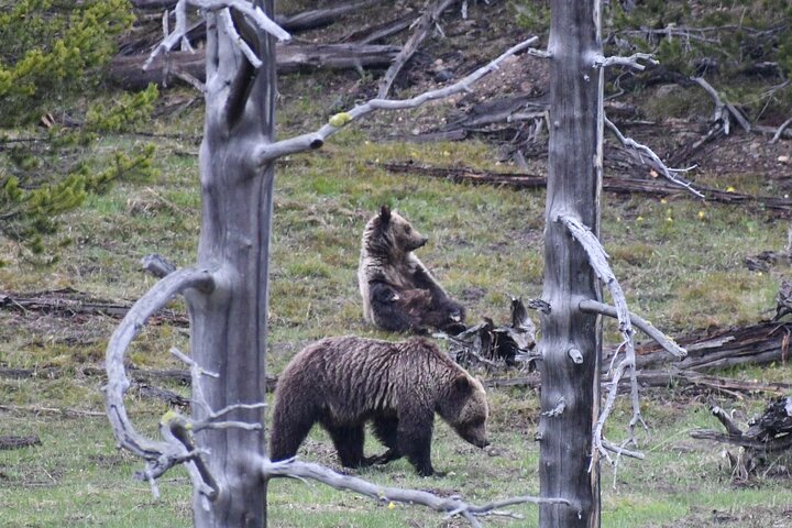 Yellowstone Park Private Day Trip from Big Sky