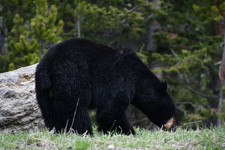 Yellowstone Park Private Day Trip from Big Sky