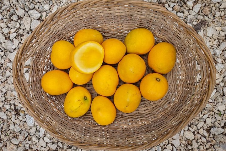 Fruit Atelier in Guanacaste La Casita Barra Honda