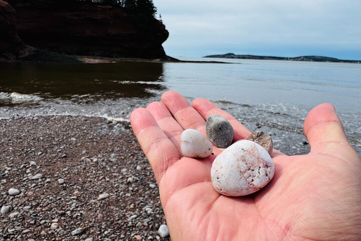 Bay of Fundy Tour Saint John NB