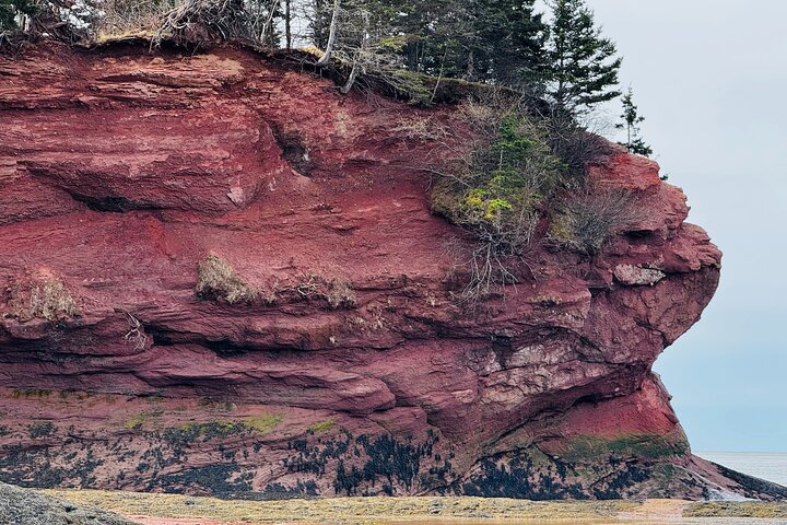Bay of Fundy Tour Saint John NB