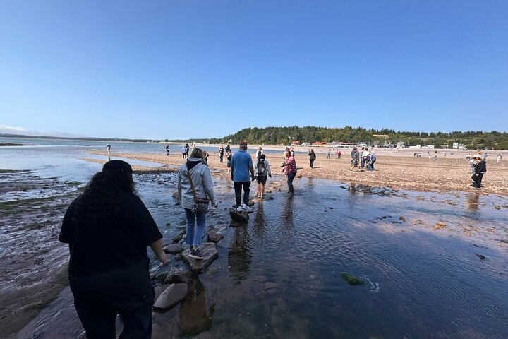 Bay of Fundy Tour Saint John NB