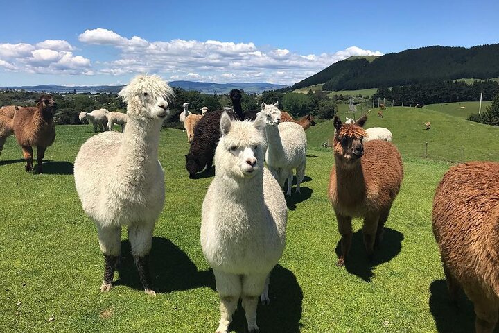 3 Day Minivan Tour From Hamilton to Taupo