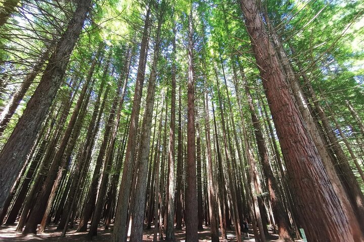 3 Day Minivan Tour From Hamilton to Taupo