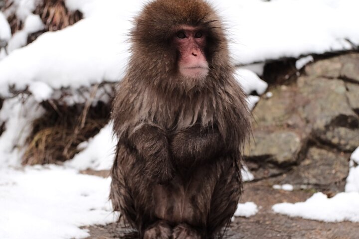 Nagano Snow Monkeys -Half day Private Tour