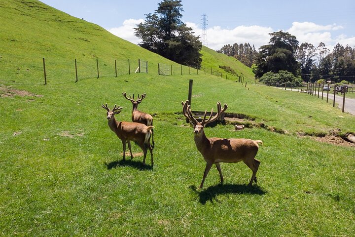 3 Day Minivan Tour From Hamilton to Taupo