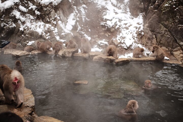 Jigokudani Snow Monkey and Togakushi Shrine Private Tour