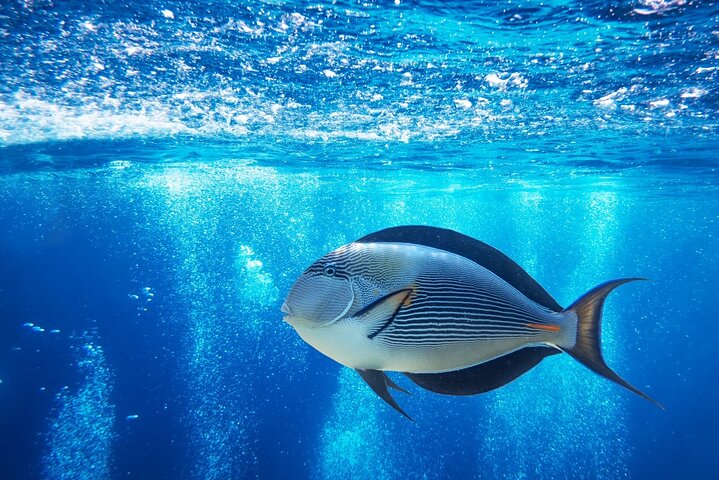 Ras Mohammed & White Island: Snorkel, Optional Dive & Lunch