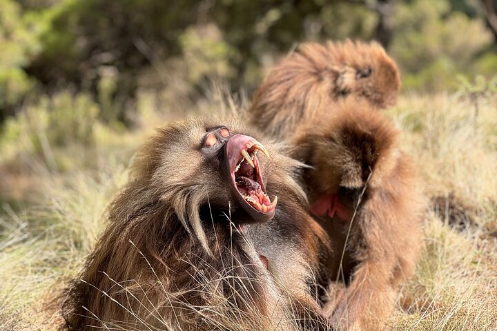 5-Day Northern Ethiopia Tour : 3D Simien Mountains Trek & Axum.