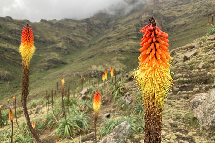5-Day Northern Ethiopia Tour : 3D Simien Mountains Trek & Axum.