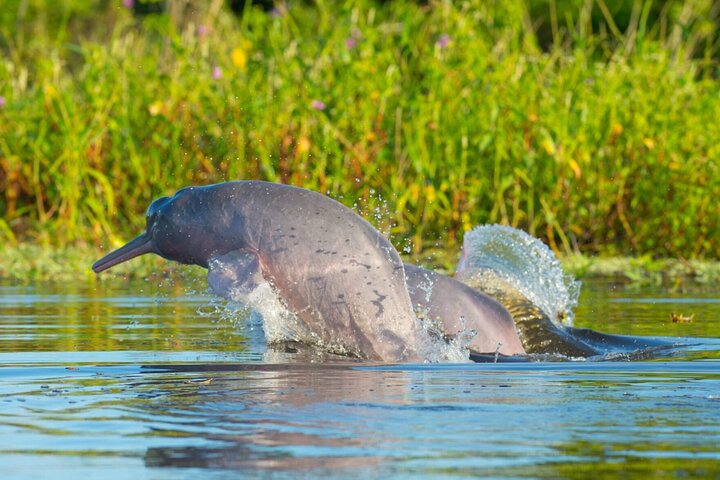 5-Day Madidi & Pampas Amazon Tour from Rurrenabaque