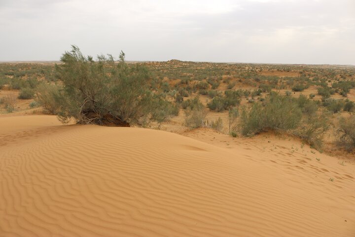 2 Day Aydar Lake Yurt Camping Tour from Bukhara