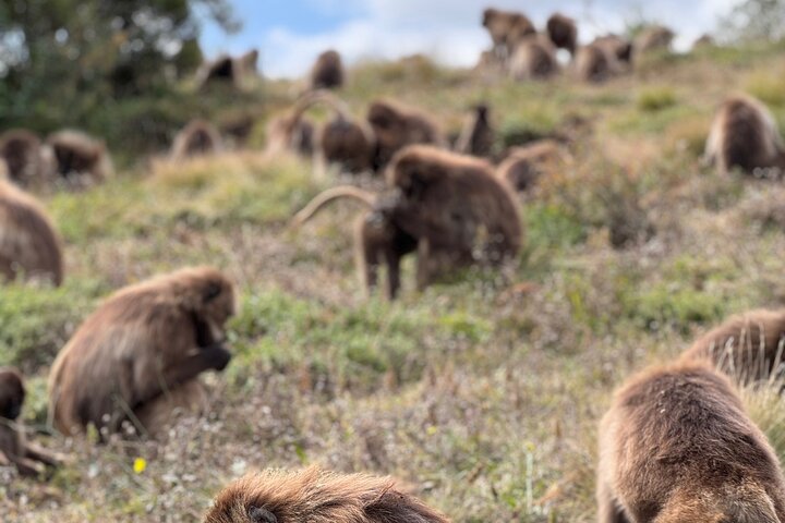 5-Day Northern Ethiopia Tour : 3D Simien Mountains Trek & Axum.
