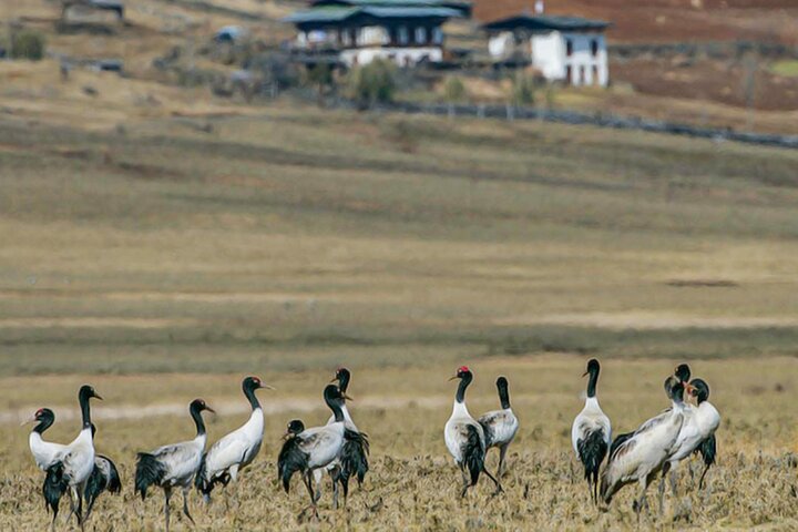 From Bhutan 9 Nights 10 Days Explore Beautiful Bhutan