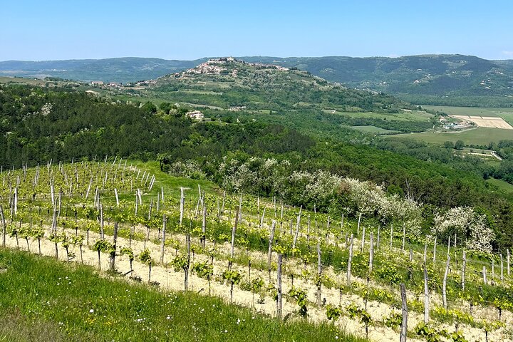 Istria Wine Tour from Island Krk and Rijeka