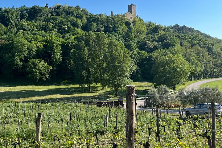 Istria Wine Tour from Island Krk and Rijeka