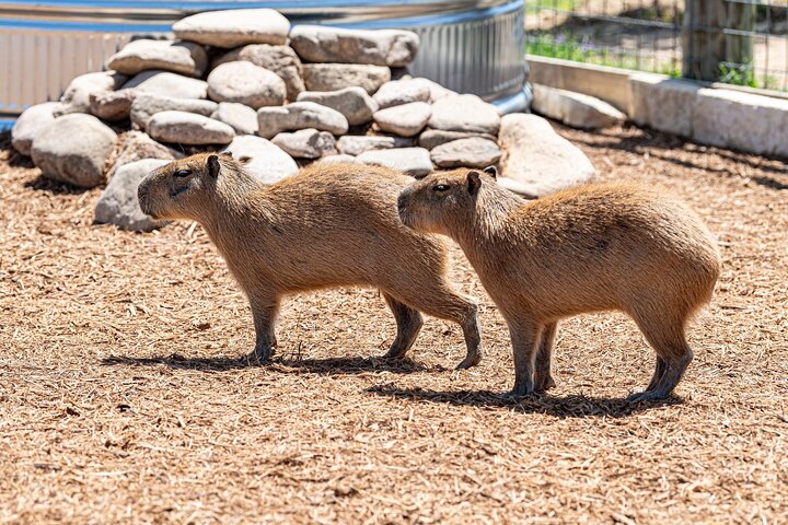 Fredericksburg Safari Tour With Wine Tasting