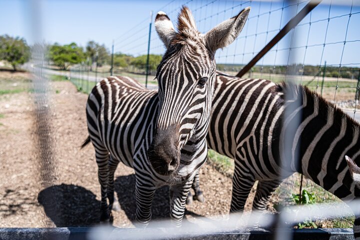Fredericksburg Safari Tour With Wine Tasting