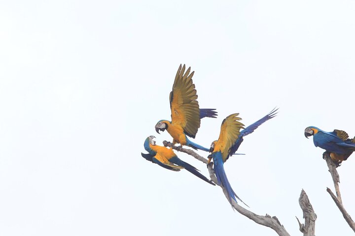 5-Day Madidi & Pampas Amazon Tour from Rurrenabaque