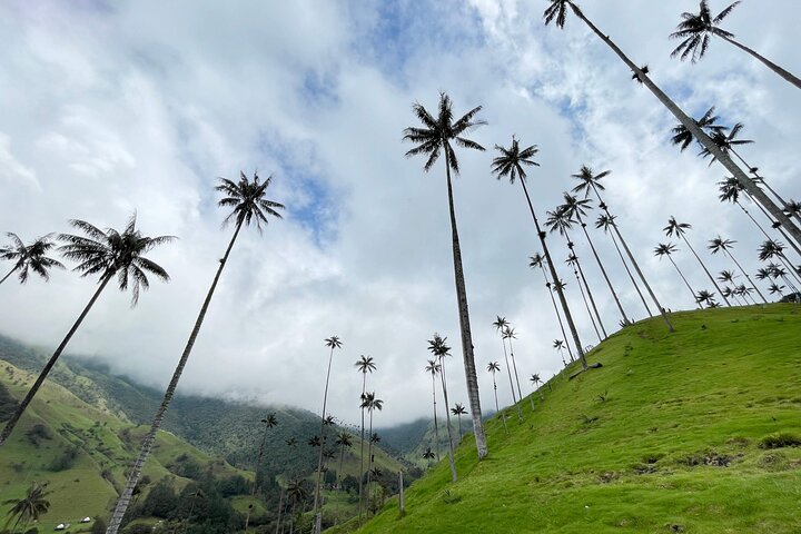 Cocora Valley Shared Tour from Salento
