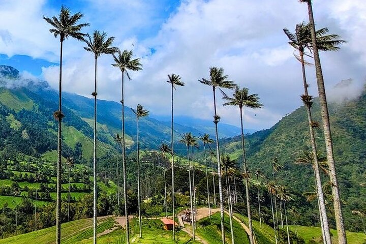 Cocora Valley Shared Tour from Salento